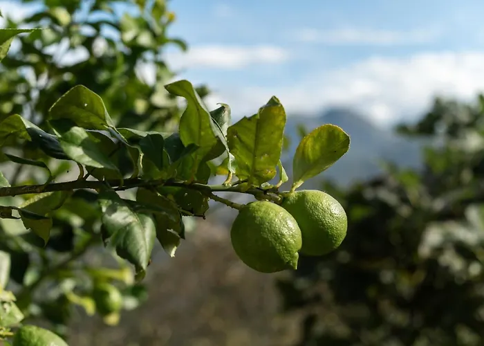 La Casona De Abajo Cerca De Cangas De Onís *